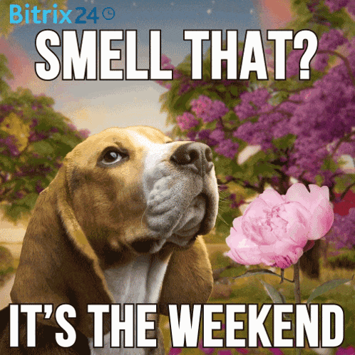 Dog Smelling Pink Flower Saying Smell That