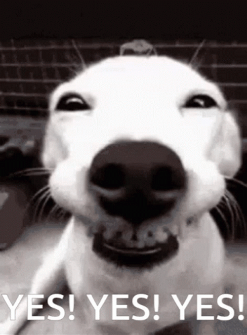 Dog Smiles Yes GIF