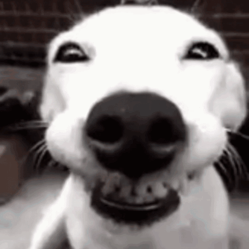 Dog Smiling Close Up