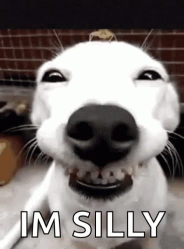 Dog Smiling I'm Silly GIF