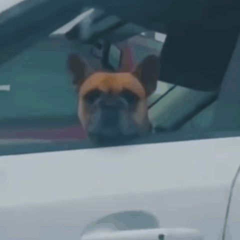 Dog Smiling With Eyes Closed Saying I Happy