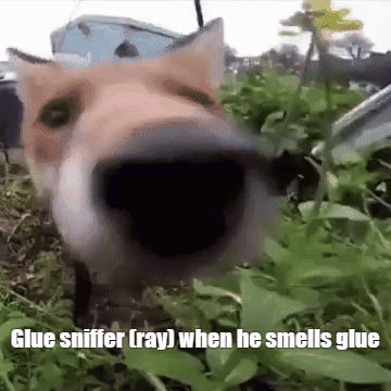 Dog Sniffing Glue