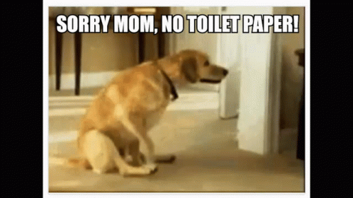 Dog Sorry Mom Gotta Poop GIF