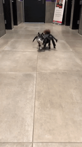 Dog Spider Costume GIF