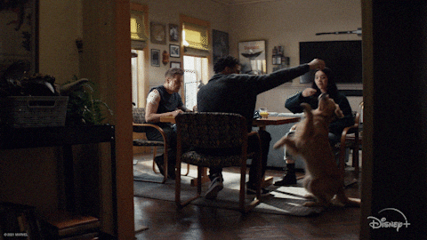 Dog Spinning In The Dining Room GIF