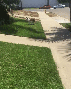 Dog Spinning Like A Hurricane GIF