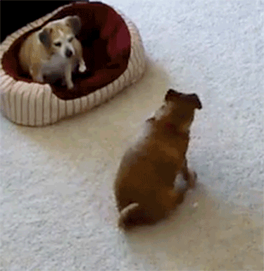 Dog Spinning While Sitting On The Floor GIF