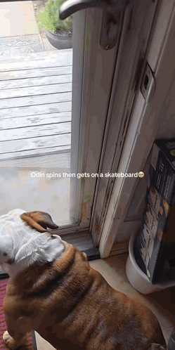 Dog Spins Then Gets on Skateboard