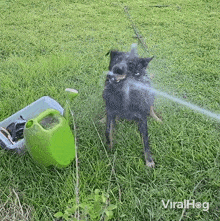 Dog Spraying Water With Hose GIF