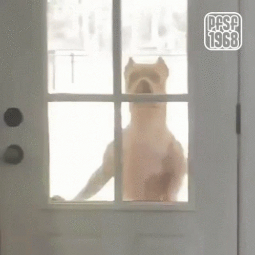 Dog Standing At Door Looking Out Window GIF