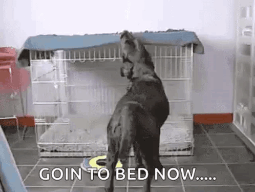 Dog Standing Before Bedtime Cage GIF