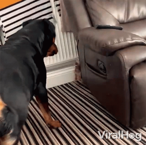 Dog Standing by Couch With Remote Control