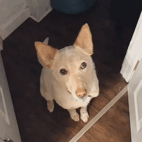 Dog Standing In Doorway Looking Up GIF