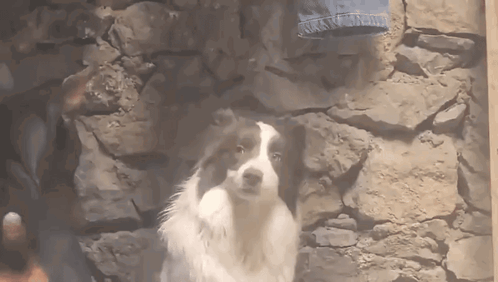 Dog Standing in Front of Stone Wall