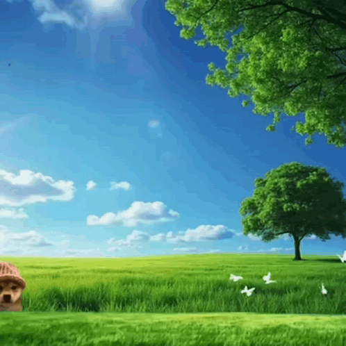 Dog Standing in Grass Field