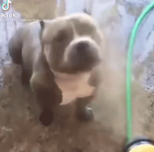 Dog Standing Next to Green Hose
