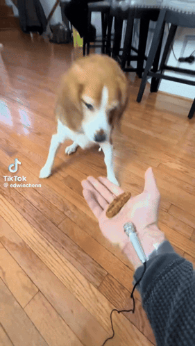 Dog Standing Next To Person Holding Microphone With TikTok GIF