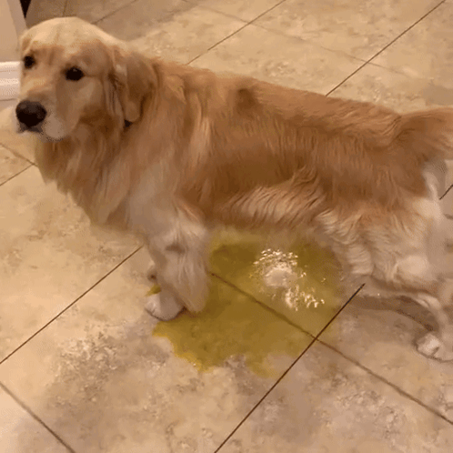 Dog Standing Next to Puddle