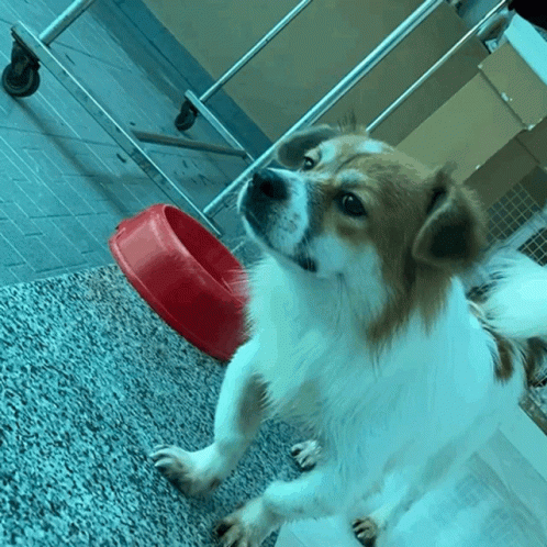 Dog Standing Next To Red Bowl GIF