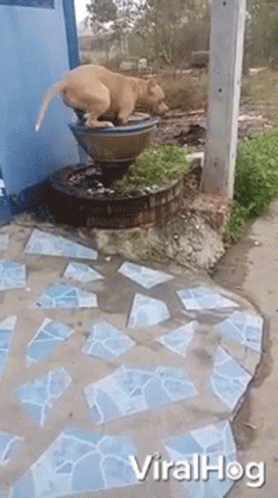 Dog Standing On Fountain GIF