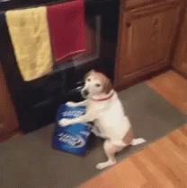 Dog Standing on Hind Legs Beside Bud Light Bag