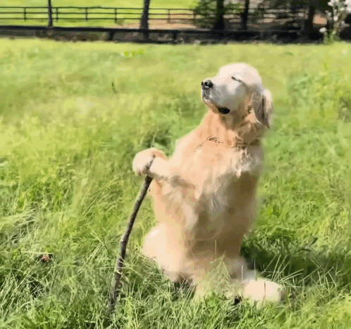 Dog Standing on Hind Legs Holding Stick in Grass