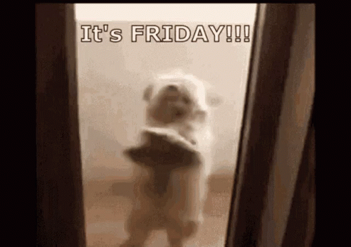 Dog Standing on Hind Legs in Front of Mirror Saying It's Friday