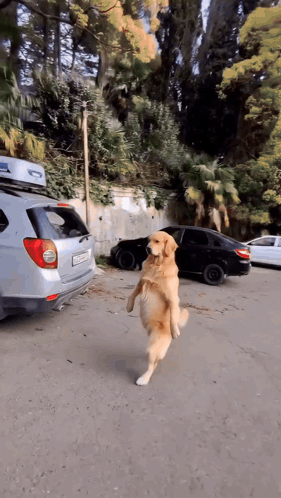 Dog Standing on Hind Legs in Front of Silver Car With Roof Box