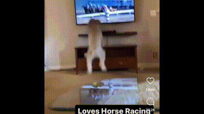 Dog Standing on Hind Legs in Front of Television