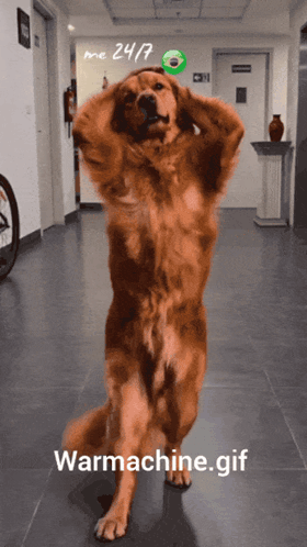 Dog Standing On Hind Legs in Hallway