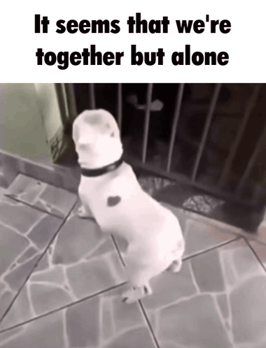 Dog Standing on Hind Legs It Seems We Are Together Alone