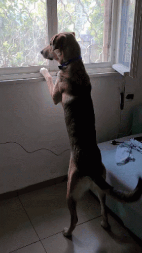Dog Standing on Hind Legs Looking Out Window