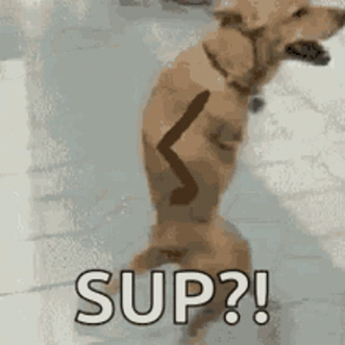 Dog Standing On Hind Legs Saying Sup GIF