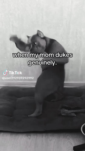 Dog Standing On Hind Legs Saying When My Mom Dukes Genuinely GIF
