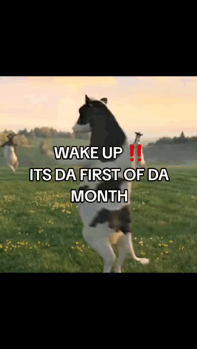 Dog Standing On Hind Legs Wake Up GIF