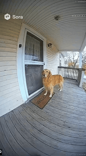 Dog Standing on Porch with Welcome Mat