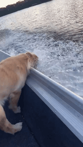 Dog Standing on Side of Boat