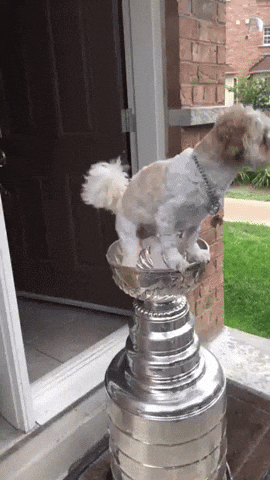 Dog Standing On Top Of Stanley Cup GIF