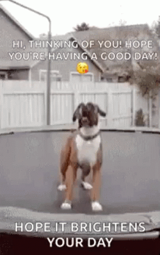 Dog Standing on Trampoline Greeting