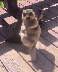 Dog Standing on Two Legs on Wooden Deck