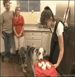 Dog Stare Gif GIF