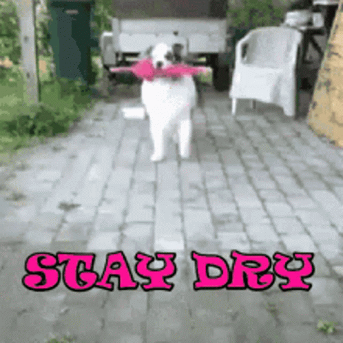 Dog Stay Dry