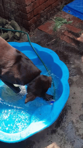 Dog Staying Cool In The Basin GIF
