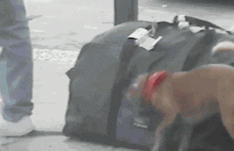 Dog Stealing A Wallet GIF