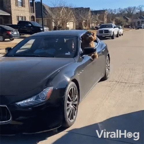 Dog Sticking Head Out Black Car Window Viralhog