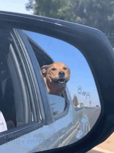 Dog Sticking Head Out Car Window Reflected in Mirror