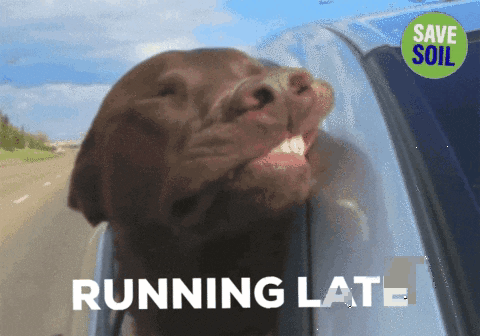 Dog Sticking Head Out Car Window Running Late