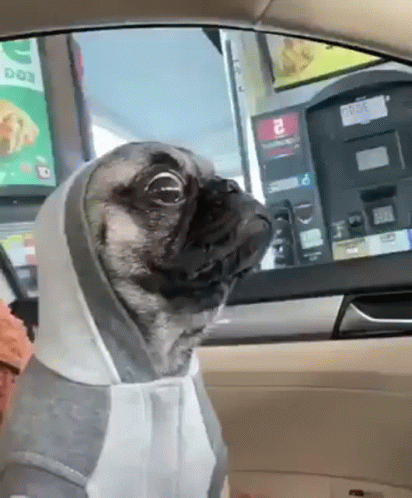 Dog Sticking Head Out Car Window Warmachine