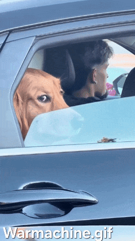 Dog Sticking Head Out Car Window Warmachine