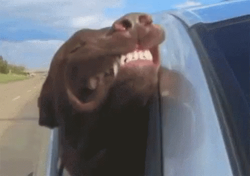 Dog Sticking Head Out of Car Window